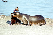 Picture 'Eq1_11_15 Galapagos Sea Lion, Galapagos, Fernandina, Punta Espinosa'